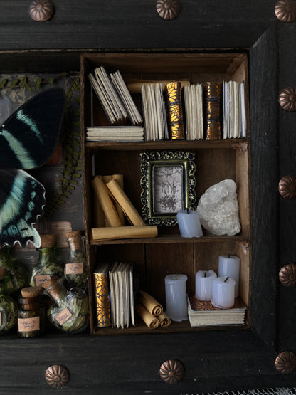 „Alchemy“ – Miniature Witch’s Cabinet - Alcides orontes (23x18cm)