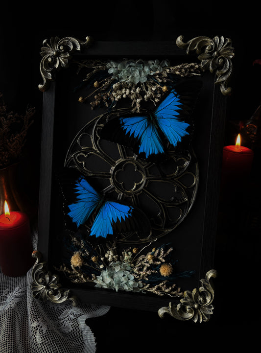 „Cathedral of wings“ 🪽 - Papilio Ulysses (30x25cm)