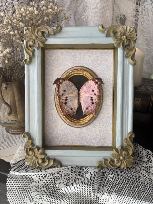 Imperial Blush Gallery – Salamis parhassus (23x18cm)