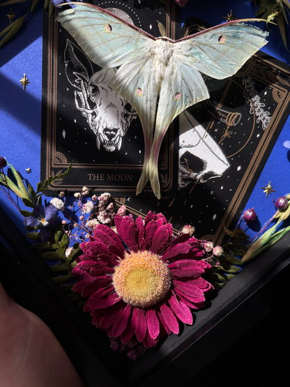 Tarot Magic – Actias selene – Vertical Frame (20x20cm)