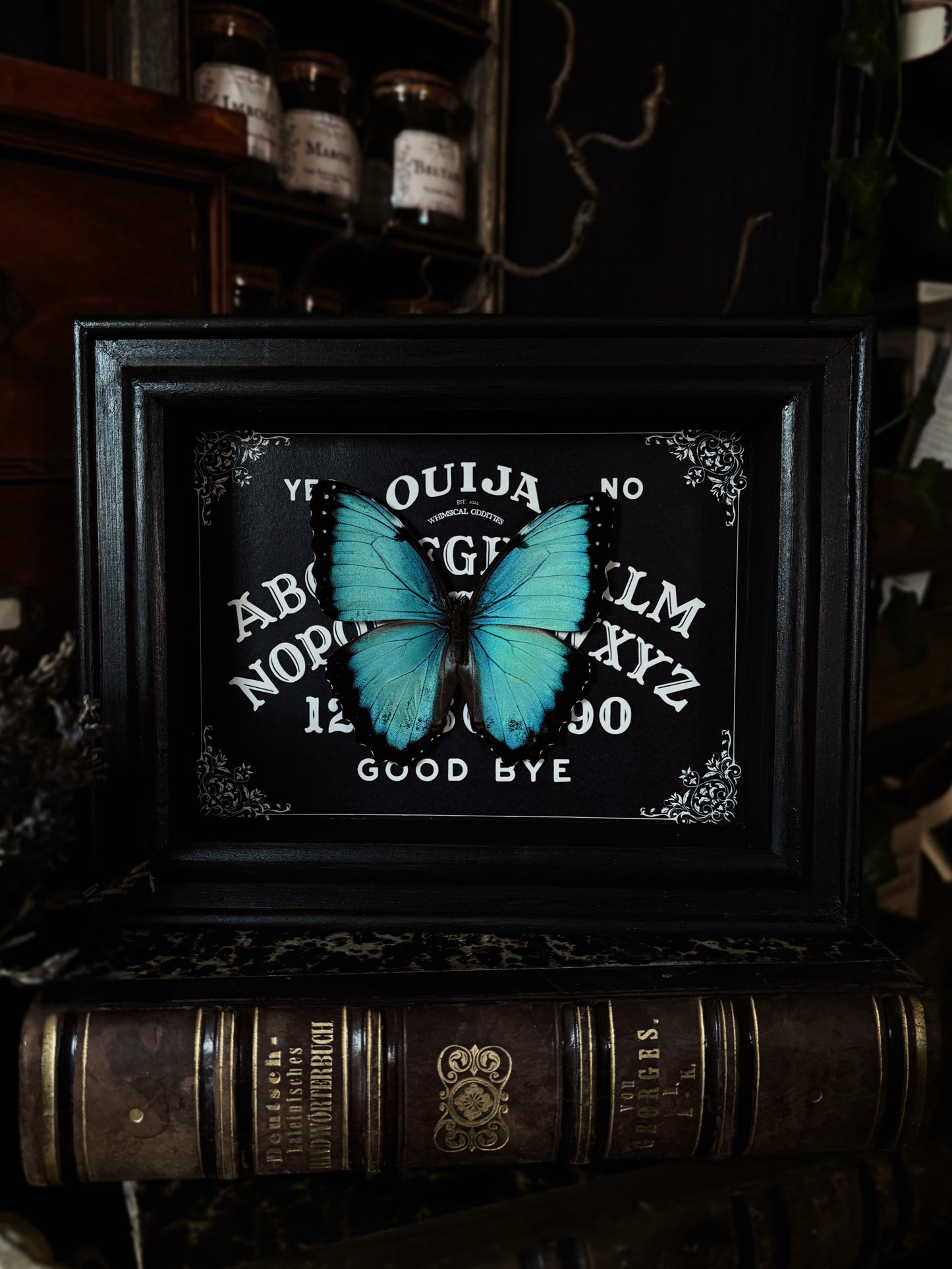Gothic Ouijah Shadow Box | Morpho Helenor (18x13cm)
