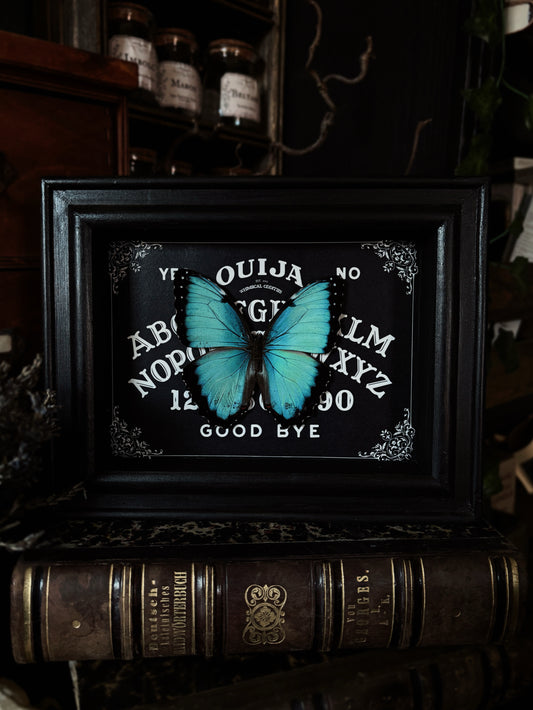 Gothic Ouijah Shadow Box | Morpho Helenor (18x13cm)