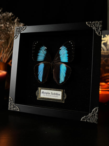 Morpho achilles — Antique Velvet Frame Collection (20x20cm)