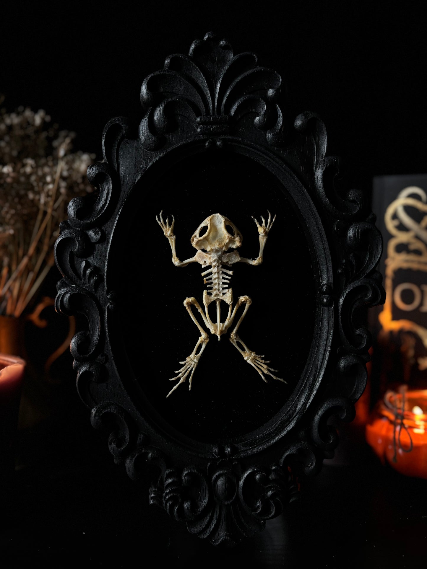 Framed Toad Skeleton on Velvet | Gothic Curio Decor (31x20cm)