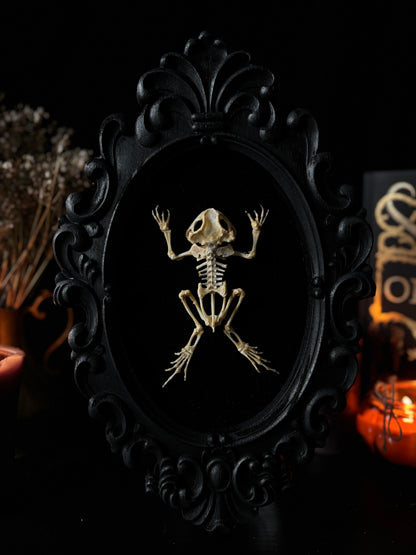 Framed Toad Skeleton on Velvet | Gothic Curio Decor (31x20cm)