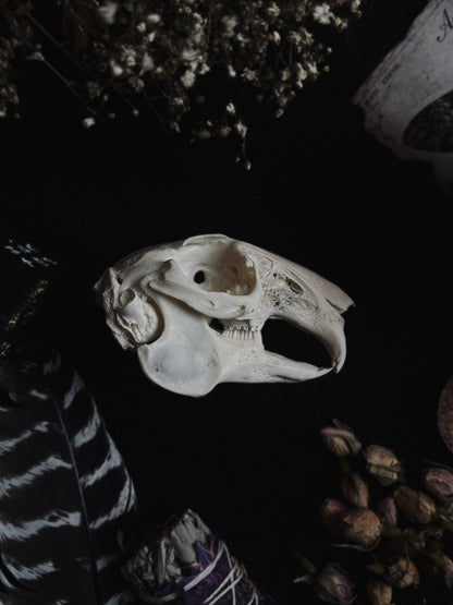 Rabbit skull (whole skull)