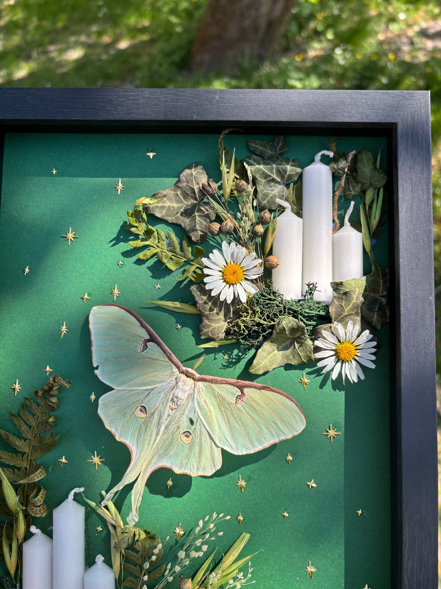 „Spring Grass“ - Luna moth (30x20cm)