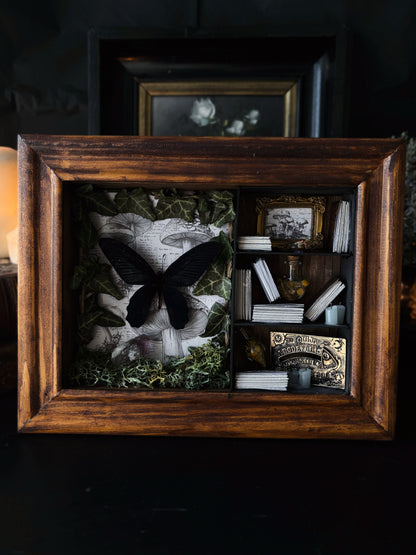 Botanical Study – Miniature Witch’s Cabinet – Atrophaneura dixoni (23 × 18 cm)