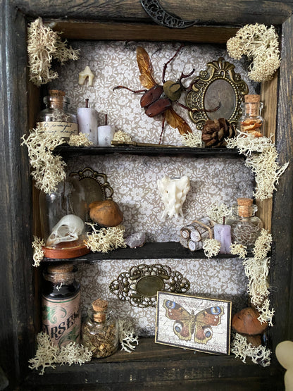 Witchy oddity shelf #5