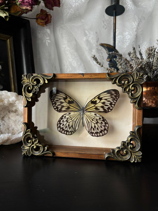 Idea leuconoe gordita (15x10cm)