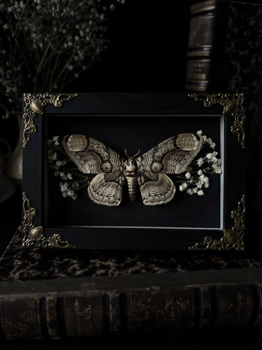 Rare! Brahmaea Hearseyi (15x10cm)