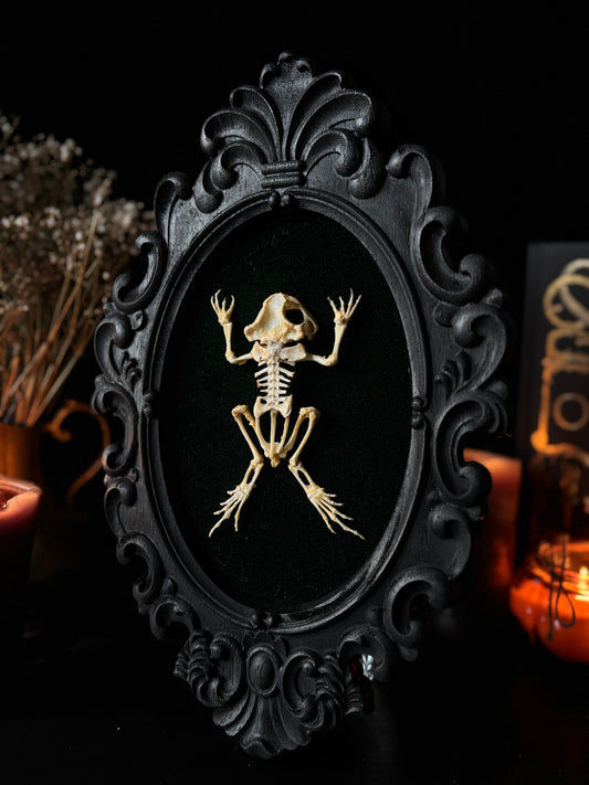 Framed Toad Skeleton on Velvet | Gothic Curio Decor (31x20cm)