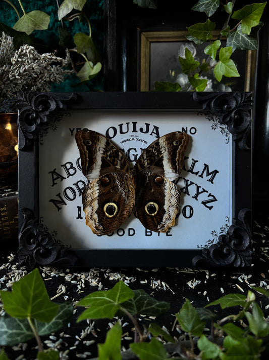 „Ouijah board" - Caligo (18x13cm)