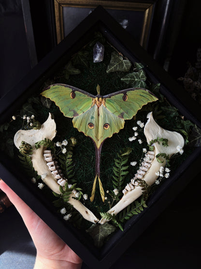 Argema Mimosae | Framed Moth with Deer Bone (25x25cm)