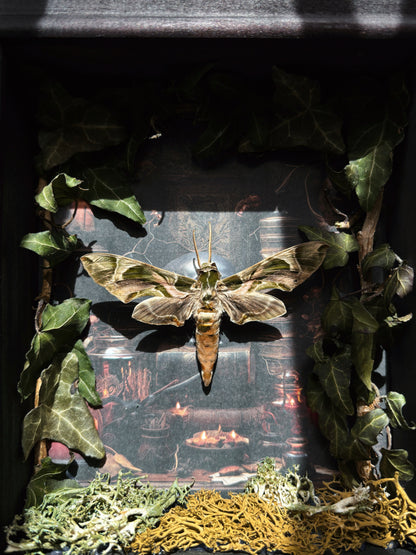 Occult Study – Miniature Witch’s Cabinet – Daphnis nerii (23 × 18 cm)