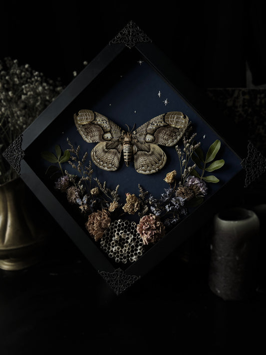 „Midnight Bloom“ - Rare! Brahmaea Hearseyi (20x20cm)