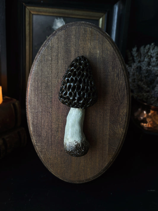 Morel Mushroom - Polymer Clay Mushroom (21,5x14cm)