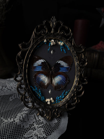 Hypolimnas salmacis (Vintage)