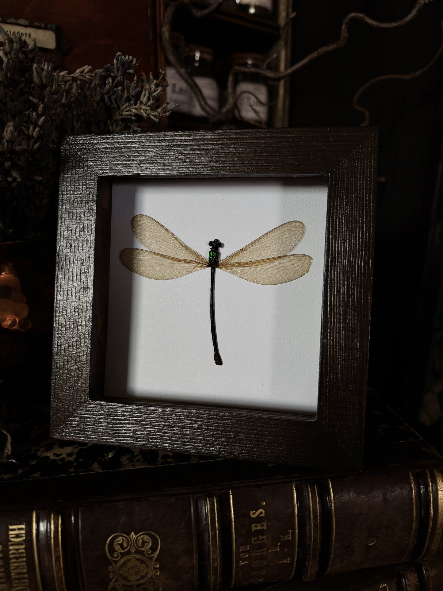 Dragonfly | Wings of Whimsy Collection (12x12cm)