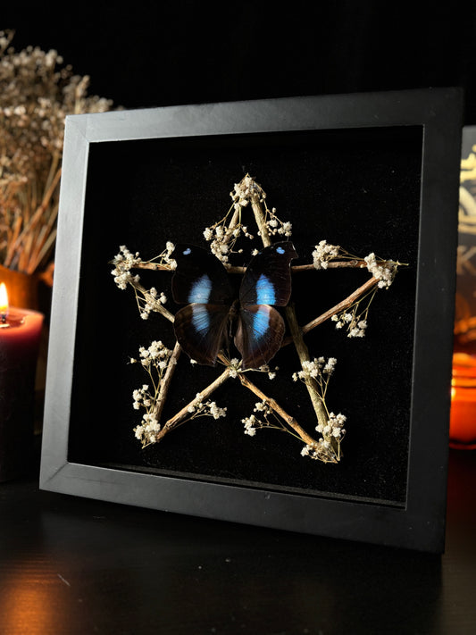 Napeocles Jucunda Pentagram Frame | Woodland Witch Butterfly Display