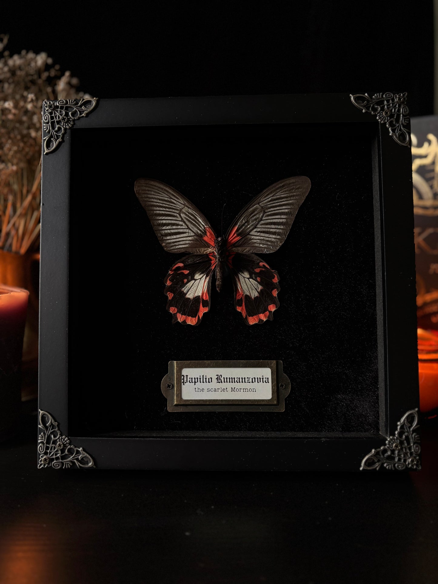 Papilio rumanzovia (female white version) — Antique Velvet Frame Collection (20x20cm)