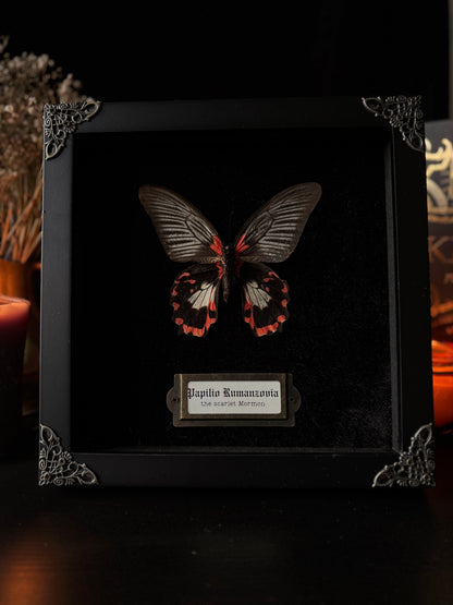 Papilio rumanzovia (female white version) — Antique Velvet Frame Collection (20x20cm)