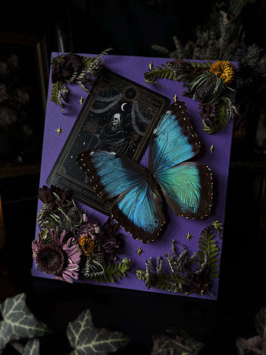 The High Priestess – Morpho helenor (20x15 cm)