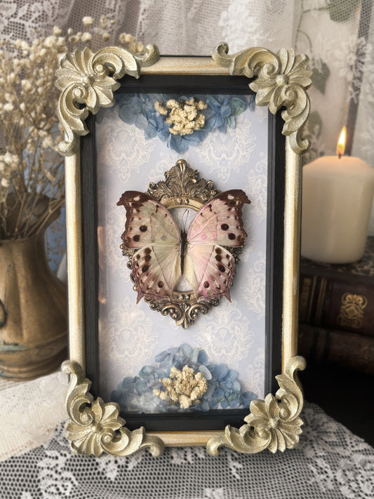 Crowned Conservatory – Salamis parhassus (22x12cm)