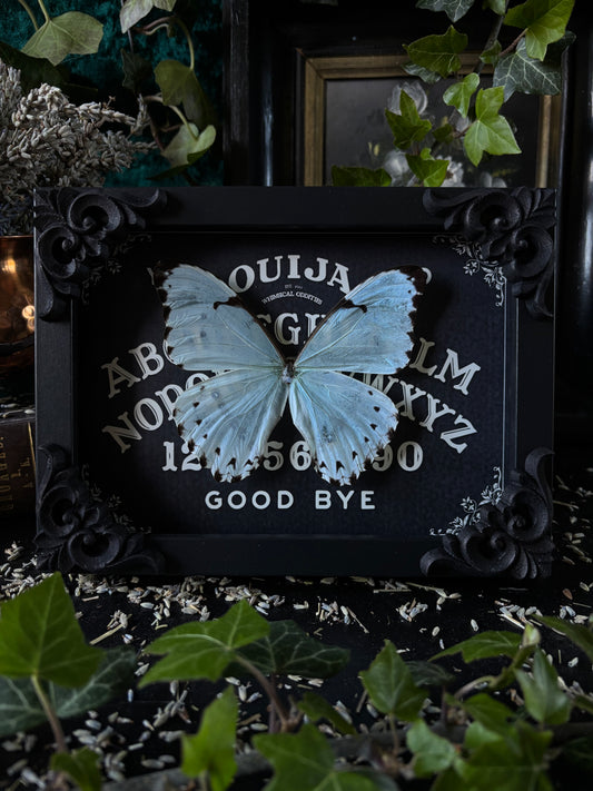 „Ouijah board" - Morpho catenarius (18x13cm)