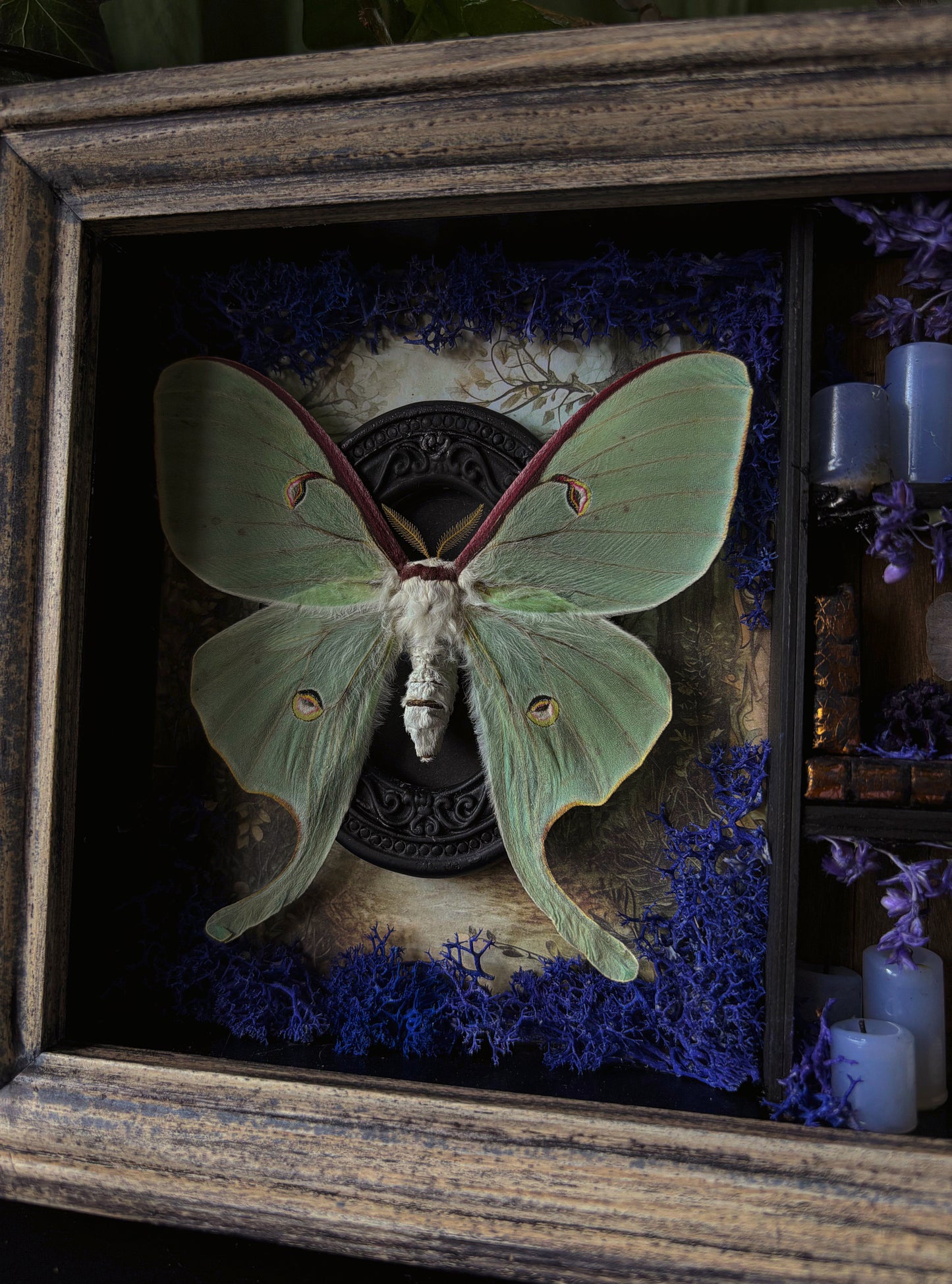 Lilac Apothecary cabinet - Luna moth