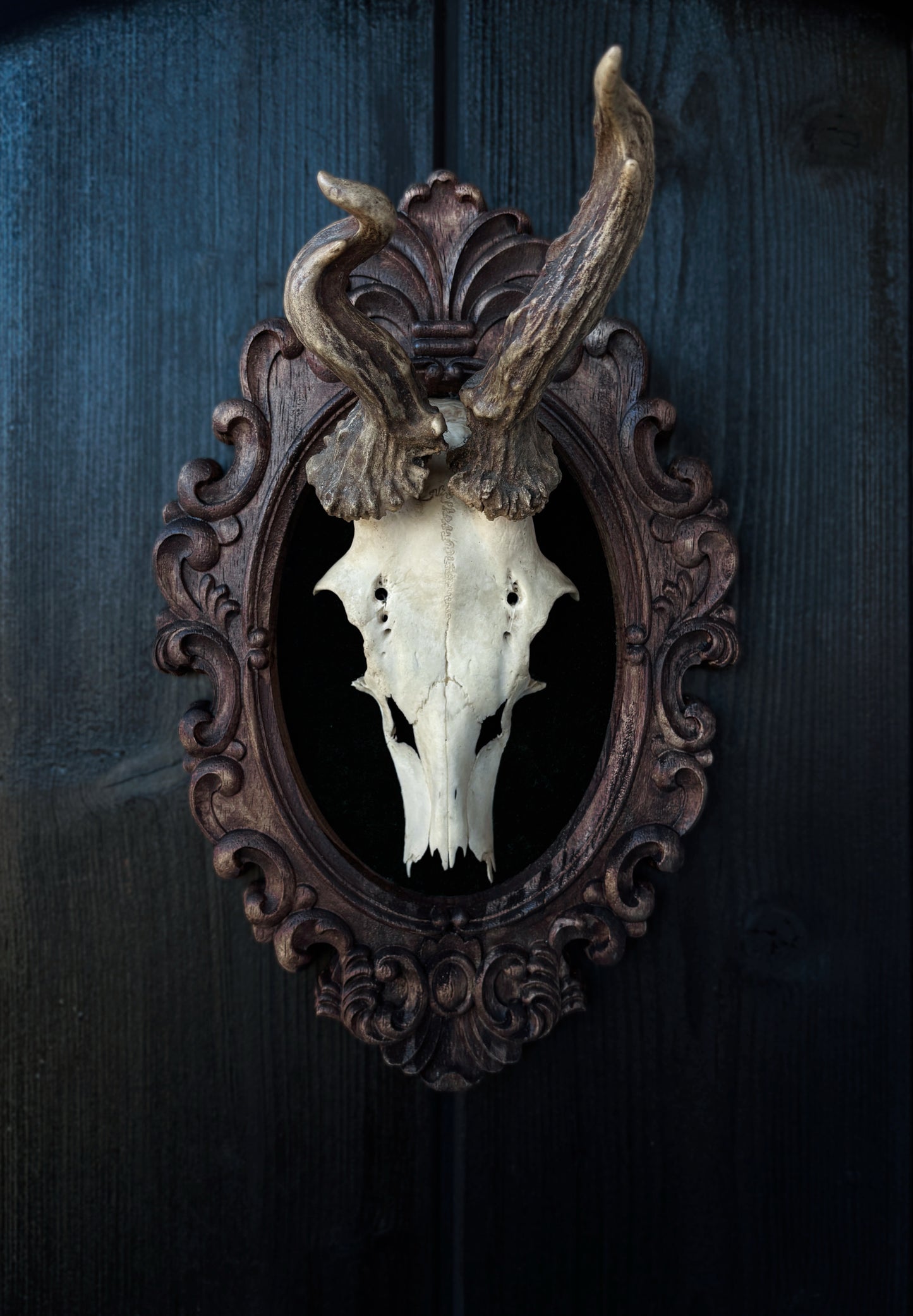 Twisted Antlers – Framed Skull (31 x 20 cm)