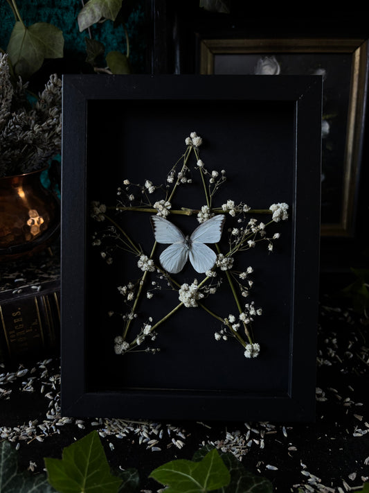„Pentagram“ - Appias albina (18x13cm)