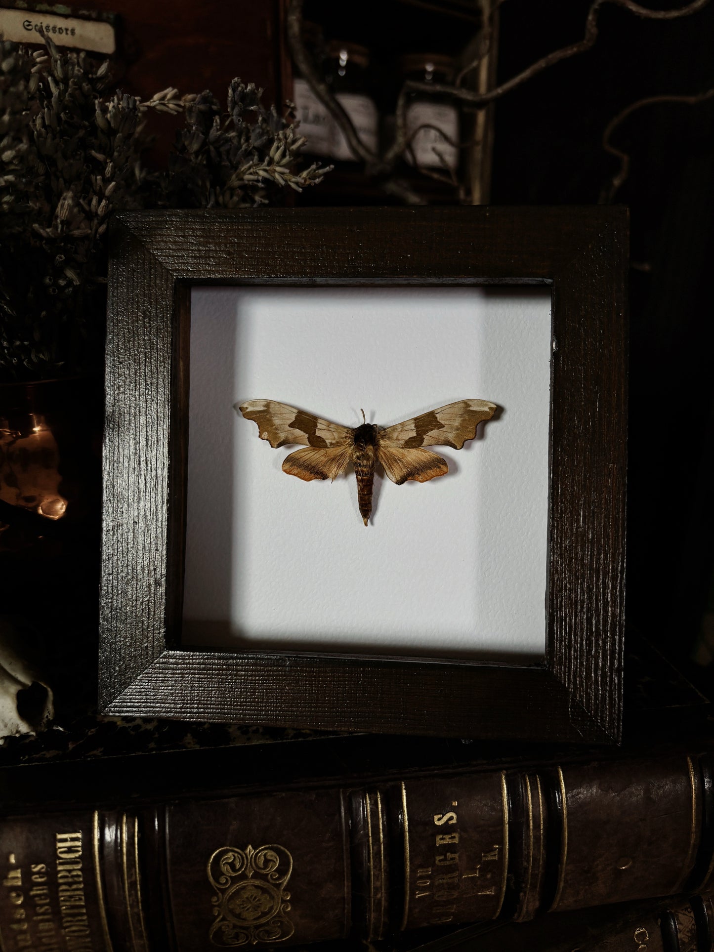 Mimas tiliae | Wings of Whimsy Collection (12x12cm)