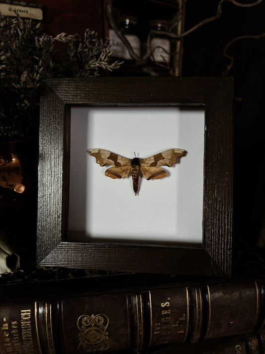 Mimas tiliae | Wings of Whimsy Collection (12x12cm)