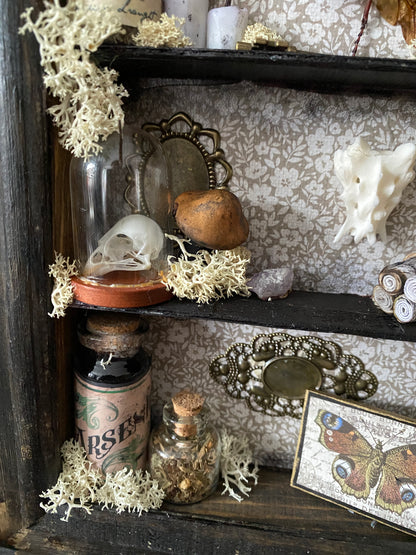 Witchy oddity shelf #5