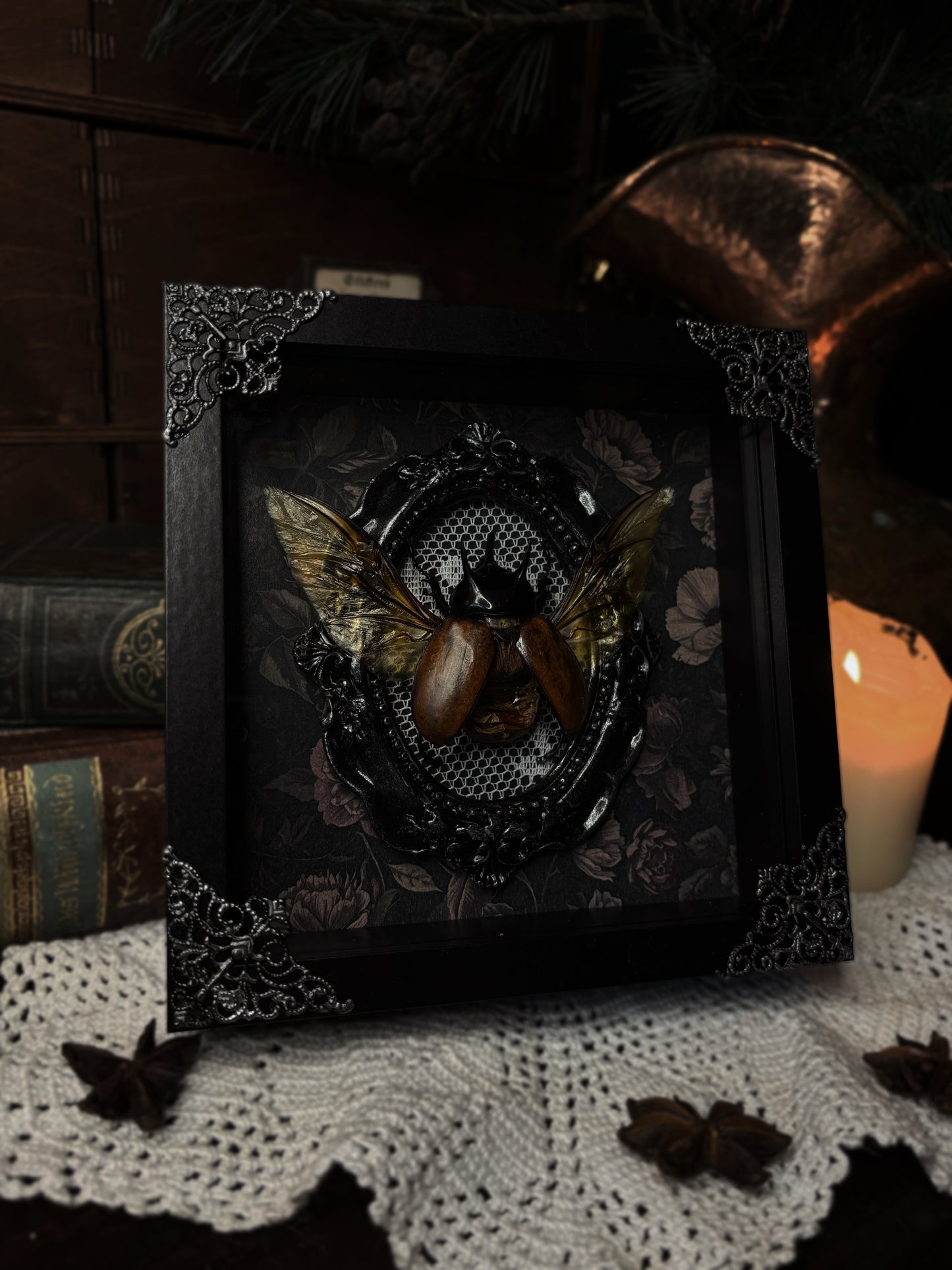 Beckius beccari (15x15cm)