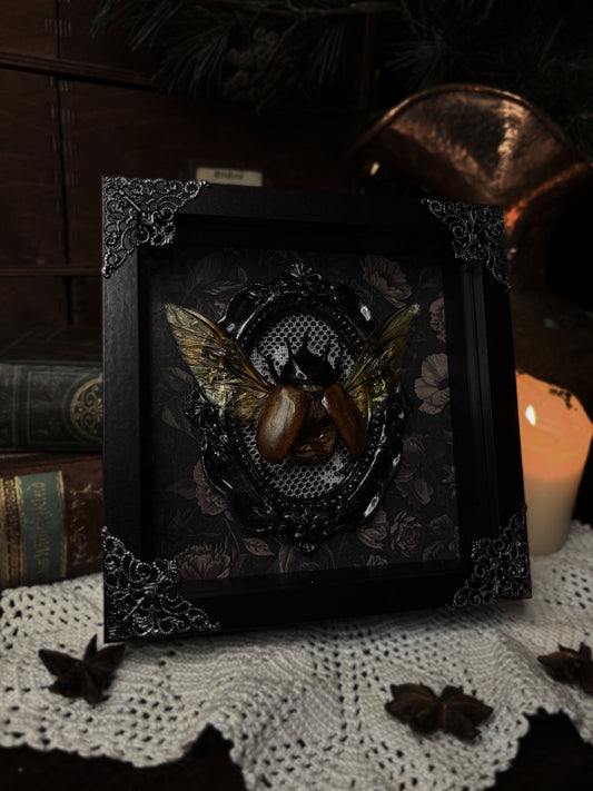 Beckius beccari (15x15cm)