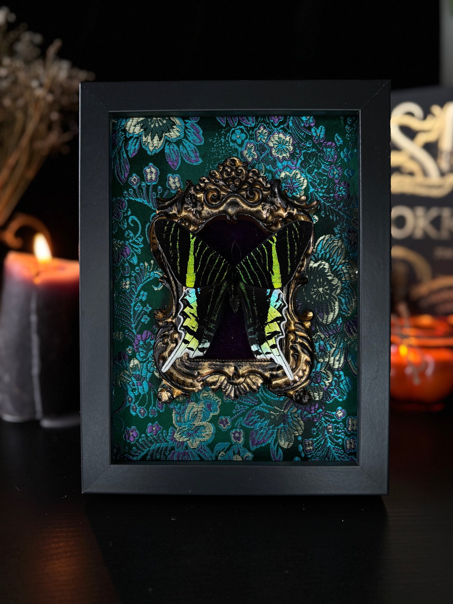 Urania leilus - Whimsical Display (18x13cm)