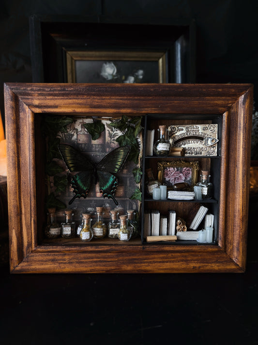 Verdant Study – Miniature Witch’s Cabinet – Papilio maackii (23x18cm)