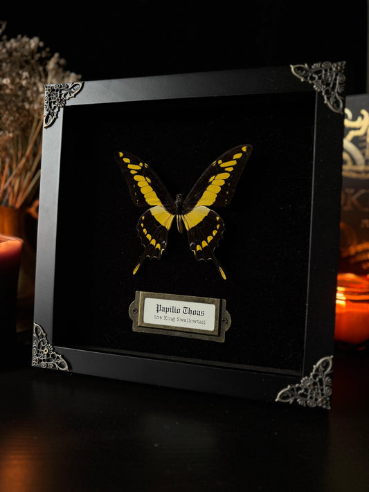 Papilio thoas — Antique Velvet Frame Collection (20x20cm)
