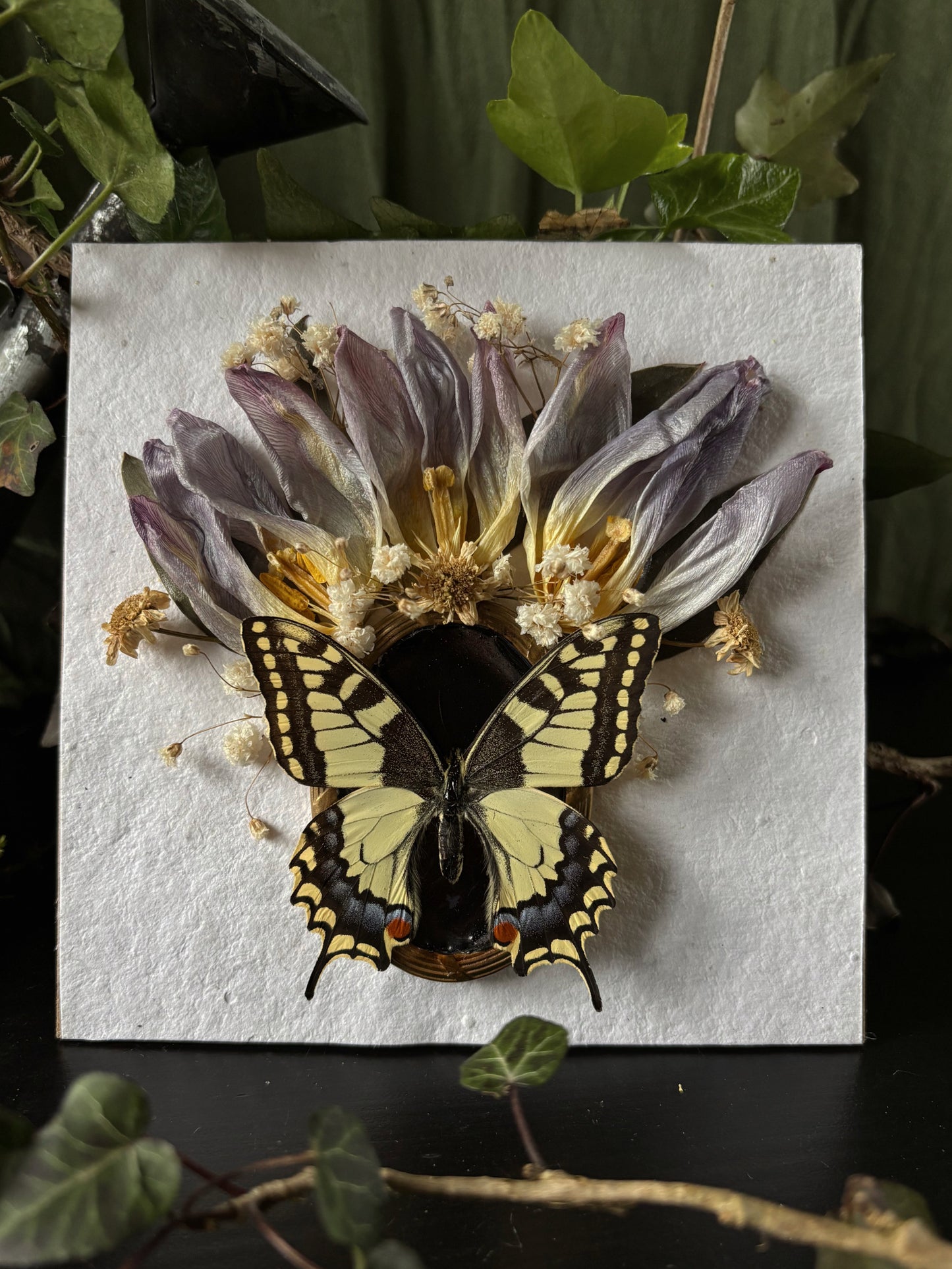 Tulip crown - Papilio Machaon