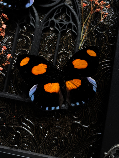Catonephele Numillia Butterfly Shrine | Gothic Window Frame with Florals (18x13cm)