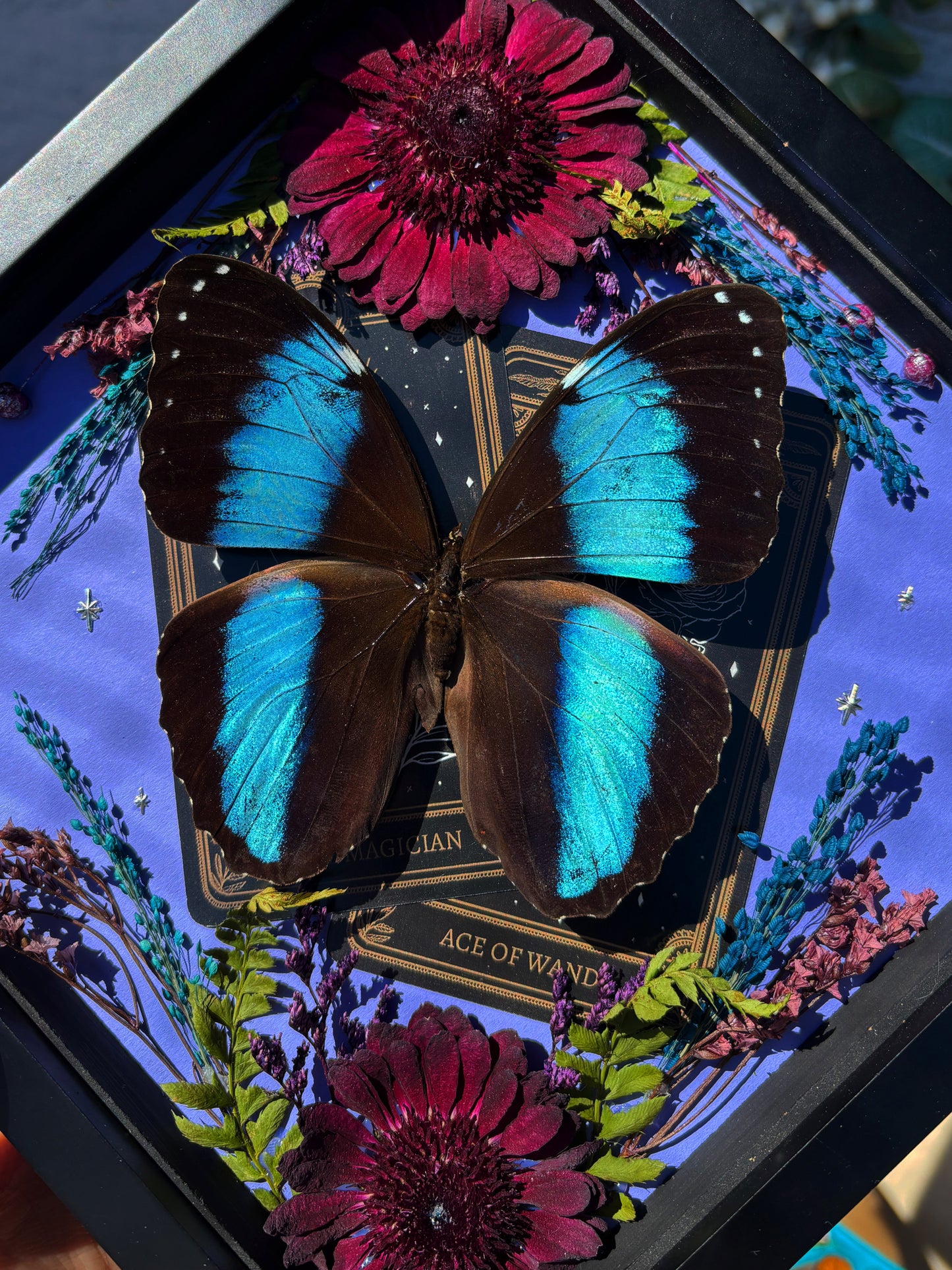 Tarot Magic – Morpho achilles – Vertical Frame (20x20cm)