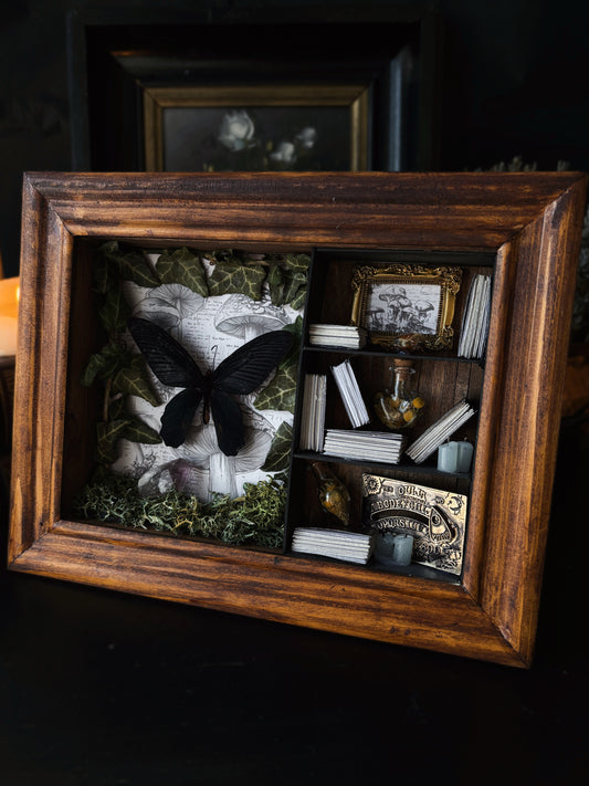 Botanical Study – Miniature Witch’s Cabinet – Atrophaneura dixoni (23 × 18 cm)