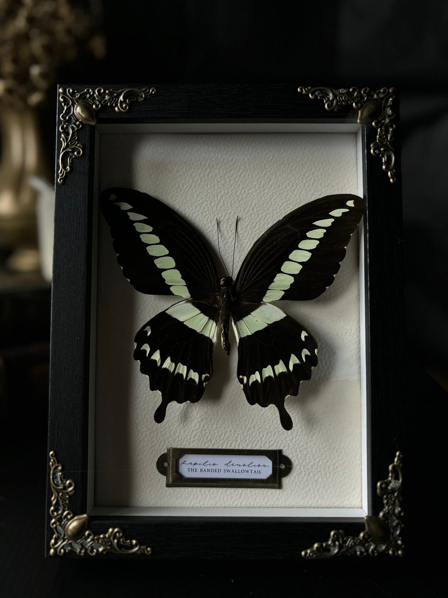 Papilio demolion