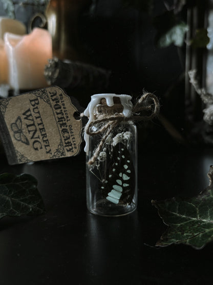 Gift set: Whimsical wings - butterflywing & mothwing glass jar (small)