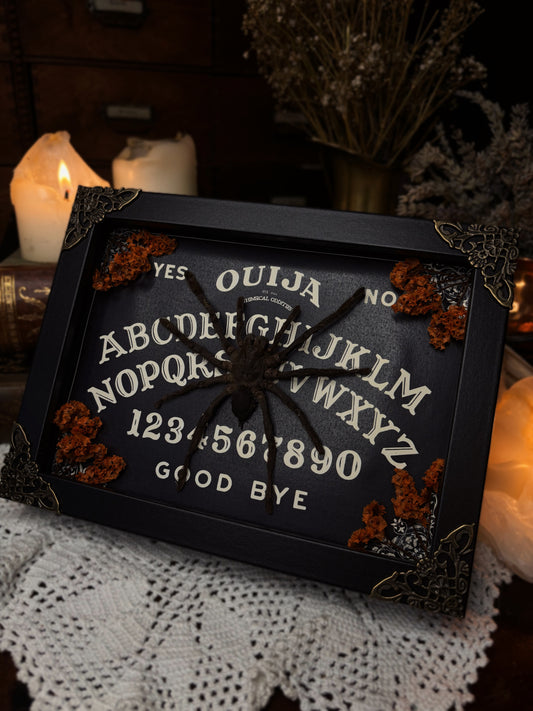 Spirit Board — Eurypelma spinicrus (18x13cm)