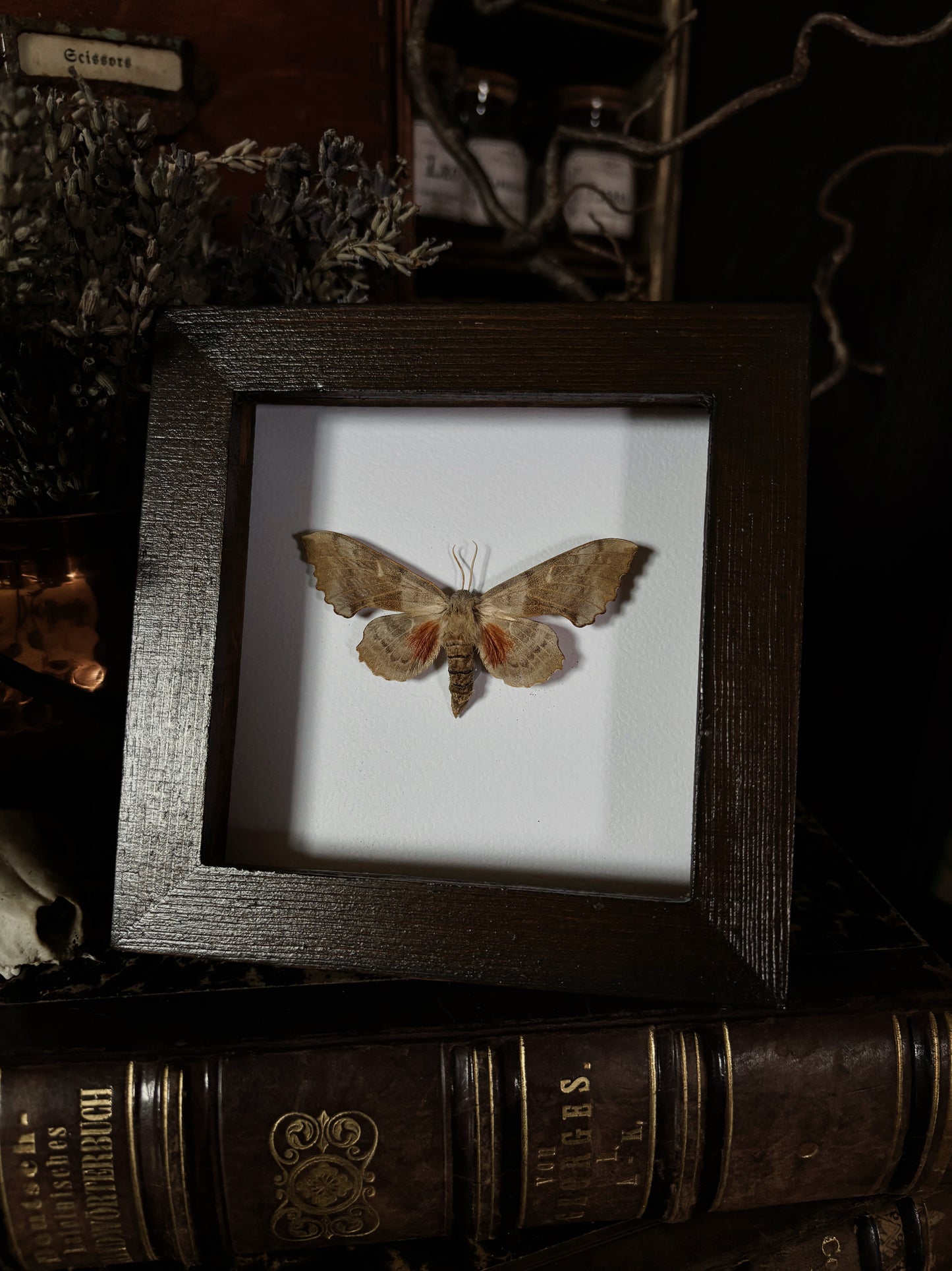 Laothoe populi | Wings of Whimsy Collection (12x12cm)