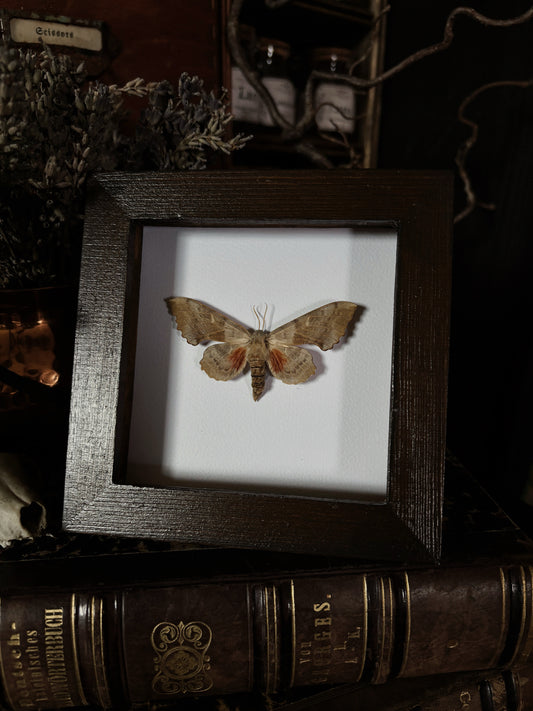 Laothoe populi | Wings of Whimsy Collection (12x12cm)