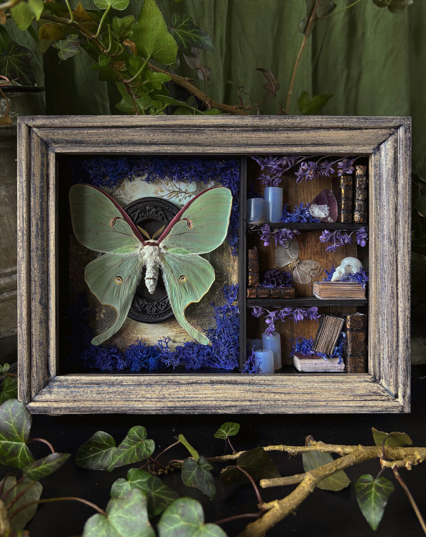 Lilac Apothecary cabinet - Luna moth